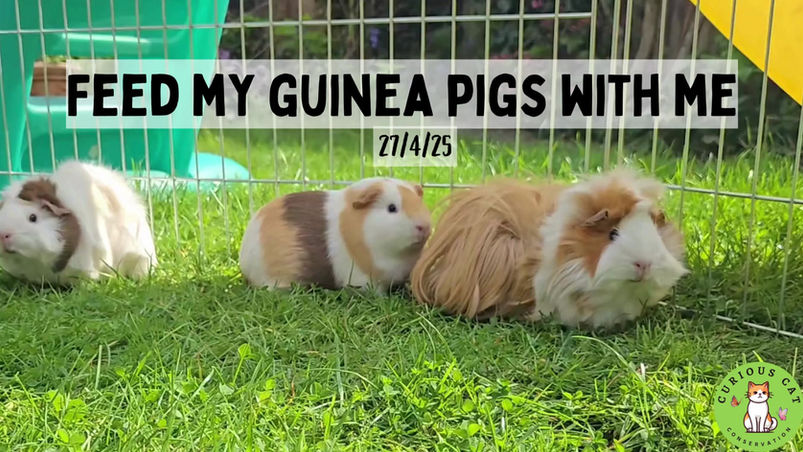 Feed My Guinea Pigs With Me